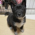 いつもニコニコ守里♥️野犬にも家族を