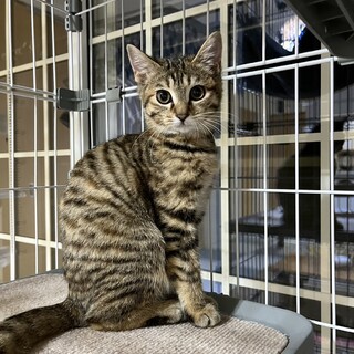 キジトラ、3か月、女の子、つむぎ。