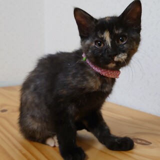 元気いっぱいのサビ娘！ ルナちゃん