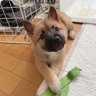 おっとり甘えた女子陽温(ひいろ)♥️野犬にも家族を