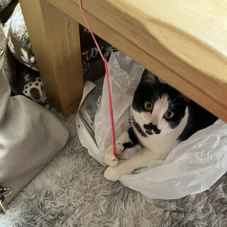 至急チョビくん　1歳8ヶ月　オス　里親募集