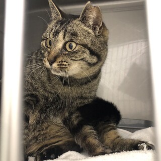 【緊急】優しいキジトラの女の子☆2〜3歳☆