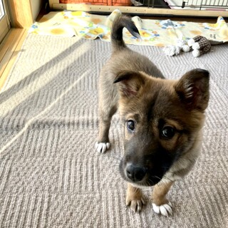 一時停止します。