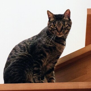 【成猫】ニャーと鳴きませんキャーです！ テオ君