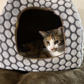 【代理募集】漁港で保護した三毛猫女の子のニャン子