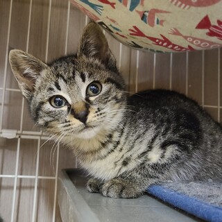 まん丸顔のキジトラ子猫ちゃん♥️