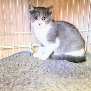 珍しい毛色のグレー白子猫ちゃん♥️