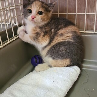 劇的に可愛いパステル三毛子猫♥️