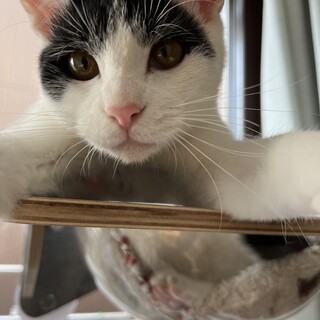 猫も人も好き！物怖じしない元気で甘えた男の子！