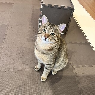 【海街生まれ】スリゴロ甘えん坊の里親さま募集！