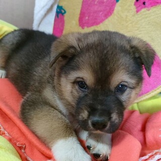 保健所レスキュー、子犬♂愛くるしい、あらた君