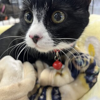 おかげさまで素敵な家族が見つかりました♡てんちゃん