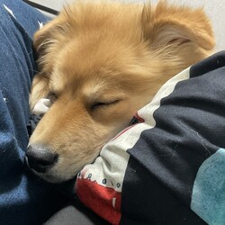「兄弟犬たちの飼い主様いつでも連絡お待ちしています！」サムネイル2