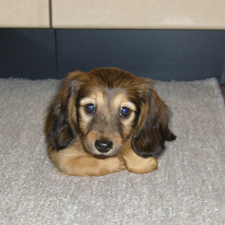 メイのカバー写真