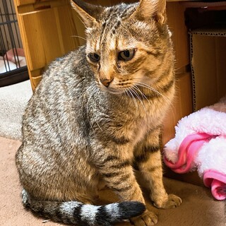 キジトラ2〜3歳メス☆毛」静岡県 - 猫の里親募集(443665) :: ペット