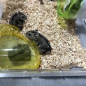 ジャンガリアンハムスター♂