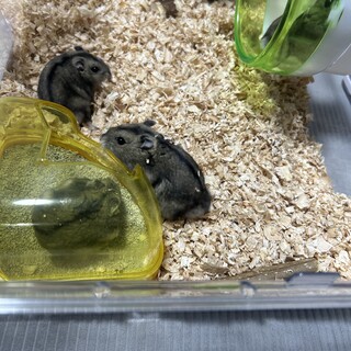 ジャンガリアンハムスター♂