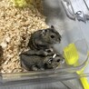 ジャンガリアンハムスター♂ サムネイル3