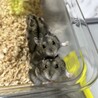 ジャンガリアンハムスター♂ サムネイル5