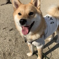 球児