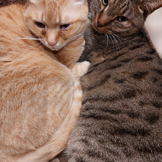 tomomoのカバー写真