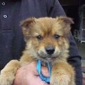 元気な2カ月子犬達（雑種）の家族募集！！