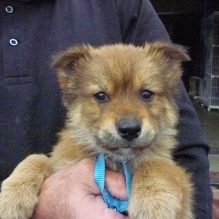 元気な2カ月子犬達（雑種）の家族募集！！