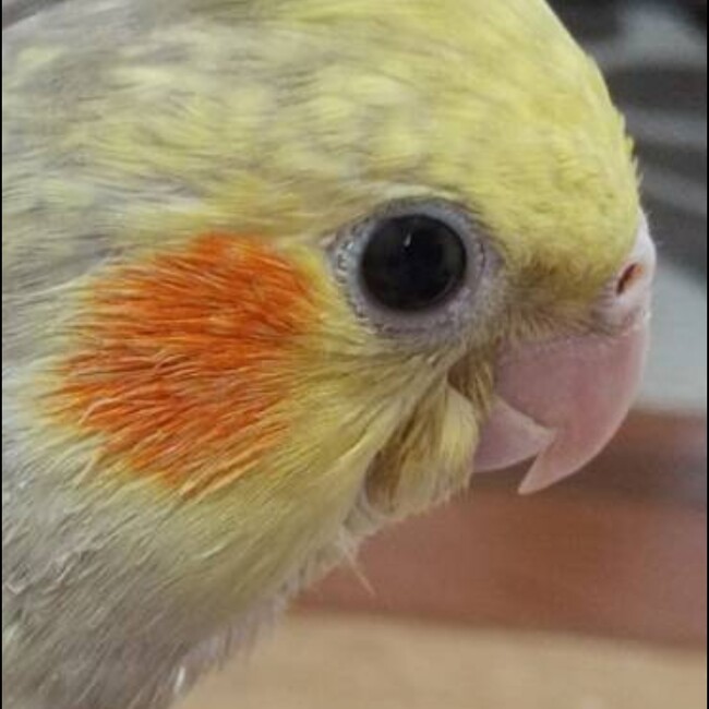 ゆうりのんのカバー写真