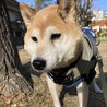 柴犬　多代ちゃん　里親様募集☆ サムネイル1
