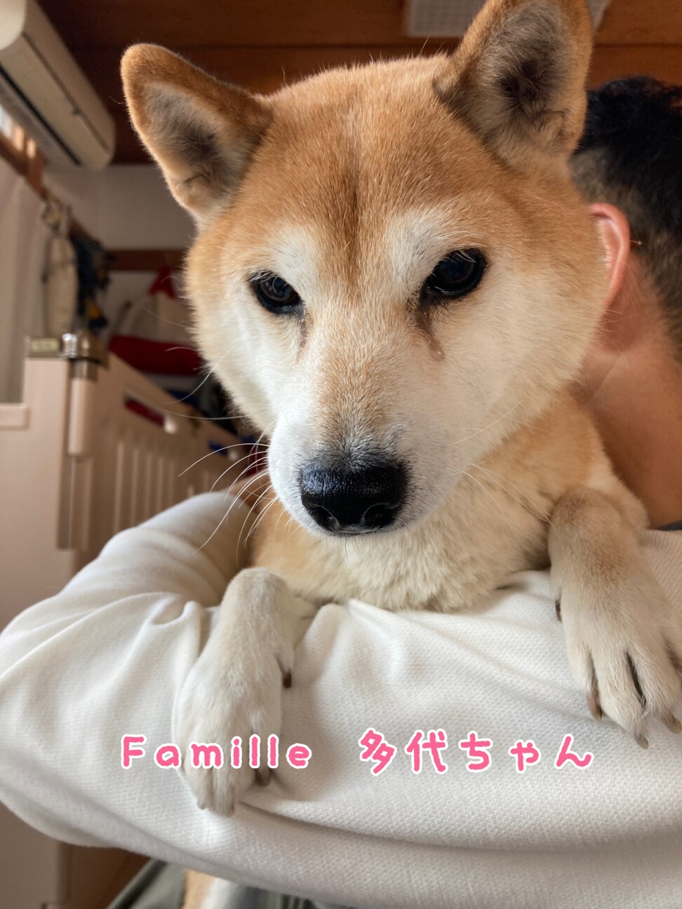 柴犬　多代ちゃん　里親様募集☆ サムネイル2