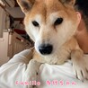 柴犬　多代ちゃん　里親様募集☆ サムネイル2