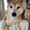 柴犬　多代ちゃん　里親様募集☆ サムネイル3