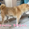 柴犬　多代ちゃん　里親様募集☆ サムネイル4