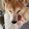 柴犬　多代ちゃん　里親様募集☆ サムネイル5