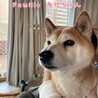 柴犬　多代ちゃん　里親様募集☆ サムネイル6