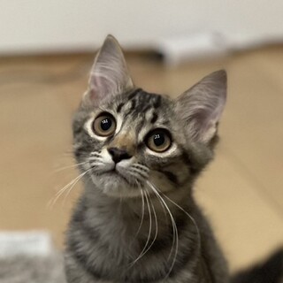 募集停止イケニャン❤️キジトラ男子もりぞう