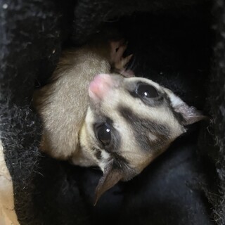 フクロモモンガ里親急募です！2家族募集しています