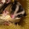 フクロモモンガ里親急募です！2家族募集しています サムネイル2