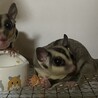 フクロモモンガ里親急募です！2家族募集しています サムネイル3