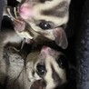 フクロモモンガ里親急募です！2家族募集しています サムネイル4