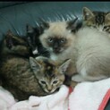 5匹2ヶ月シャム猫っぽいの一匹