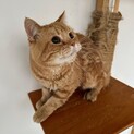 穏やかな性格のアメショーくん⭐︎