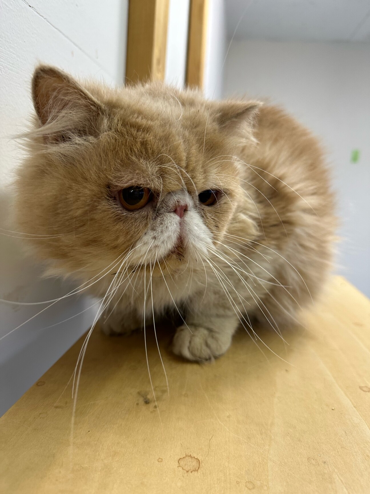 エレアコ、裏プラ系　猫ピック！　栃木 エレアコ、裏プラ系 猫ピック！ 栃木