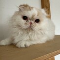 少し臆病ですが、人慣れした男の子です♪
