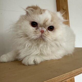 少し臆病ですが、人慣れした男の子です♪