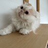 少し臆病ですが、人慣れした男の子です♪ サムネイル2