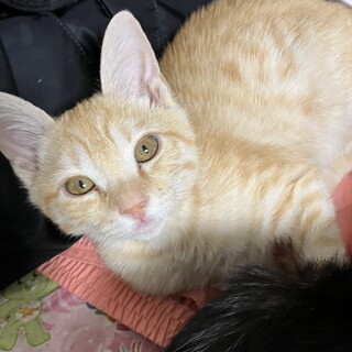 とっても甘えん坊の茶トラちゃん