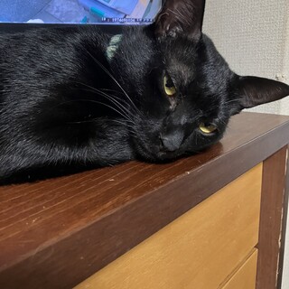 甘えん坊の黒猫のじゃじゃ！
