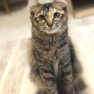 美子猫　サラちゃん