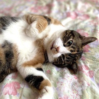 甘えん坊で穏やか　三毛猫ちゃん